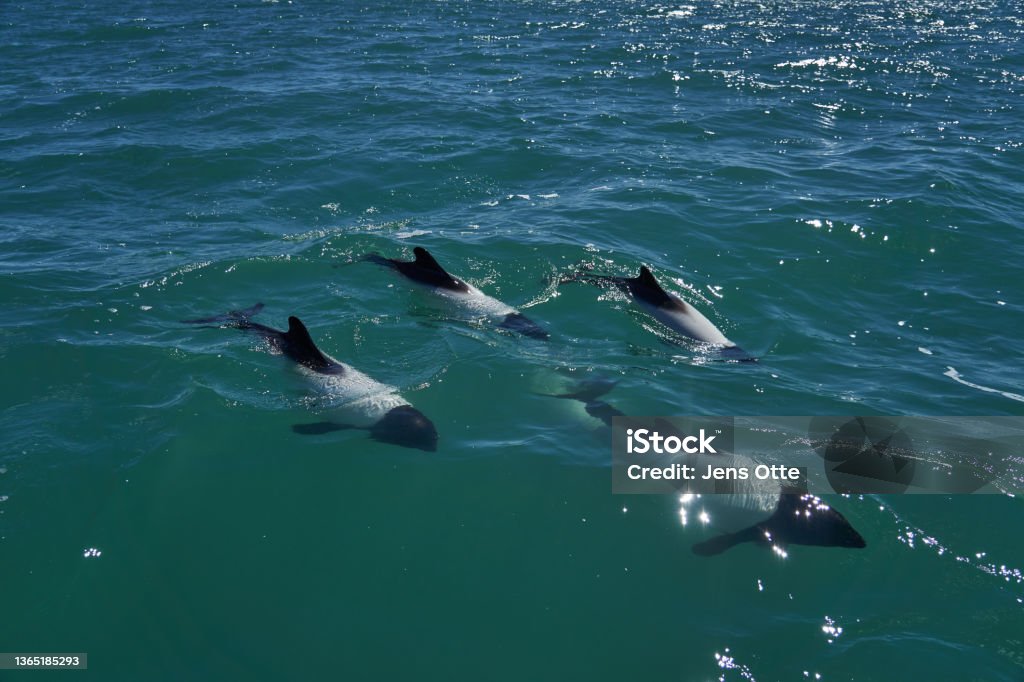 Dolphins swimming near a research hydrophone, with AI-generated soundwaves visualizing their vocalizations.
